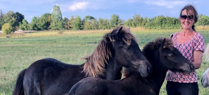 islænder 4 gænger hingst